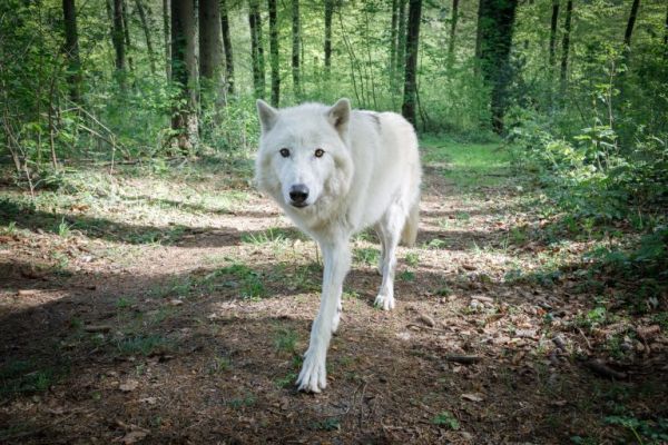 Wild- und Freizeitpark - Wolf